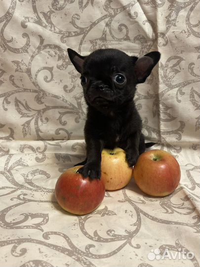 Чихуахуа супер мини мальчик с короткой мордочкой