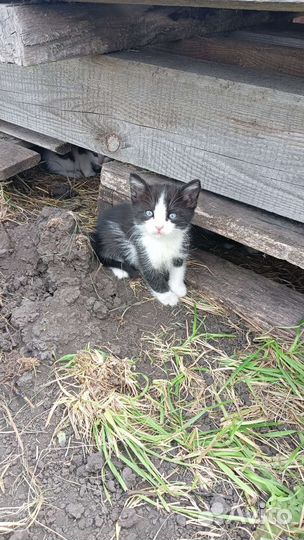 Котята мышеловы