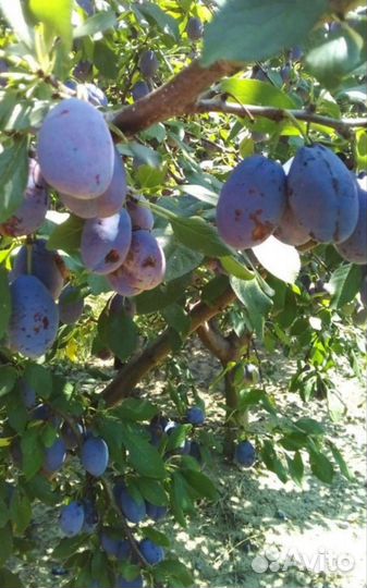 Продукты питания оптом