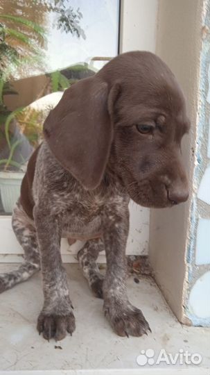 Щенки Курцхаара