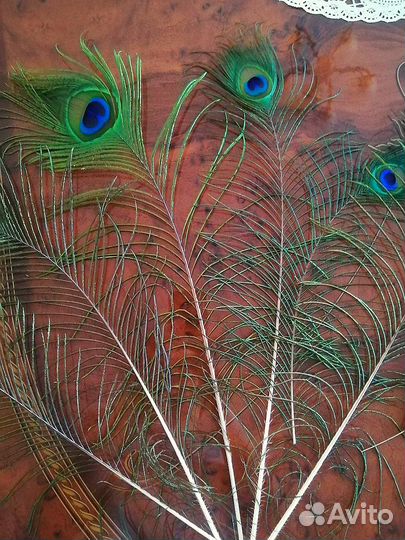 Перо павлина