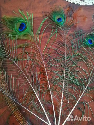 Перо павлина