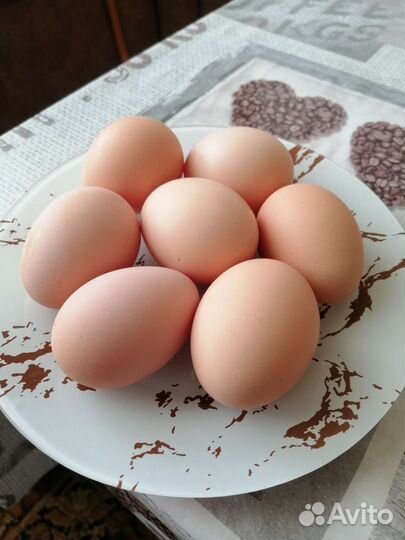 Инкубационное яйцо джерсийский гигант