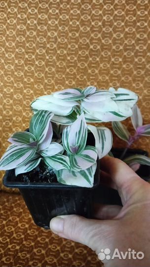 Черенки хорошо укорененные