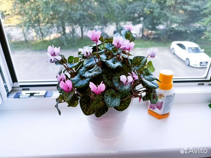 Европейский цикламен альпийская фиалка