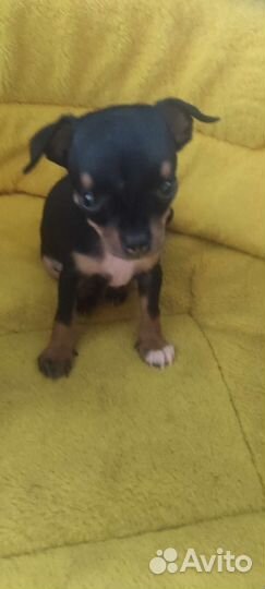 Продам щенков