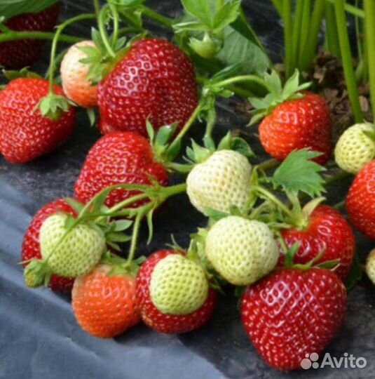 Клубника сорт вивара