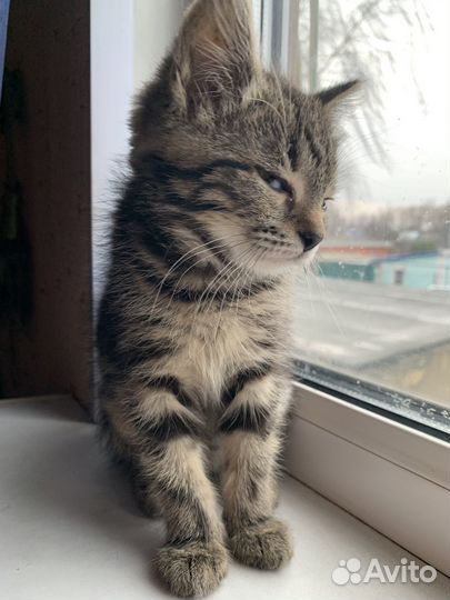 Милые кошечки