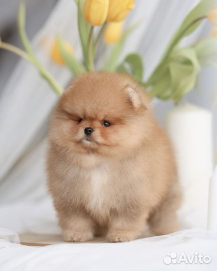 Померанский шпиц мини