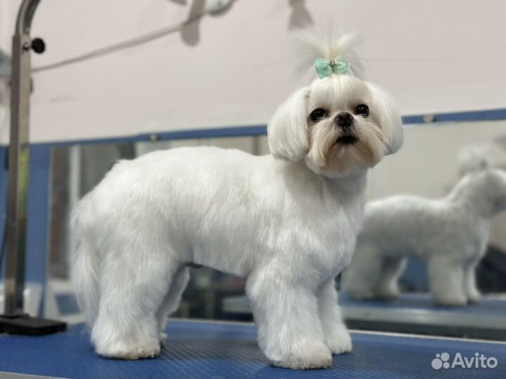 Стрижка собак в качестве модели