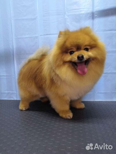 Стрижка собак