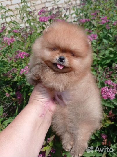 Померанский шпиц