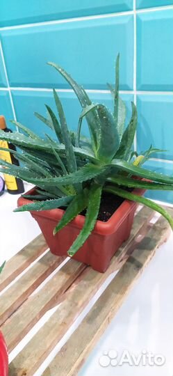 Алоэ вера лечебный