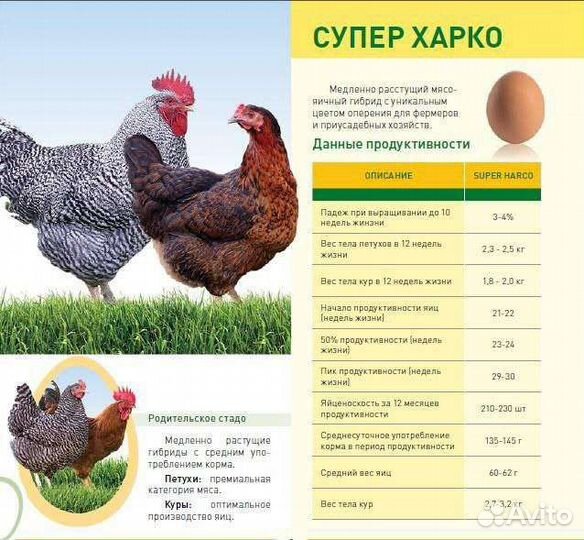 Инкубационное яйцо Венгерский великан и несушка