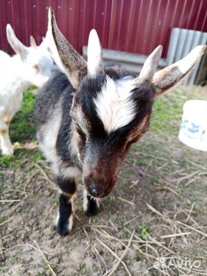 Козленок