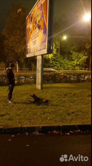 Выгул собак, передержка животных, догситтер