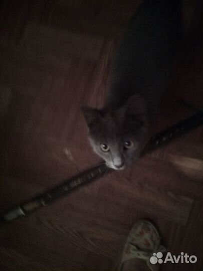 Котенок русская голубая