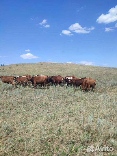 Телята бычки и тёлки