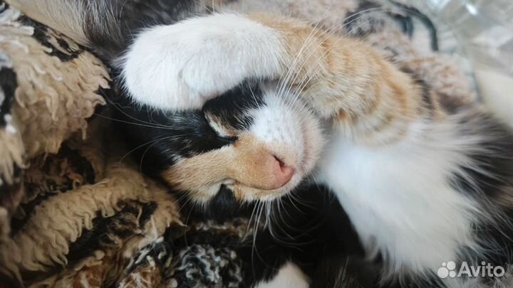 Котенок ищет дом