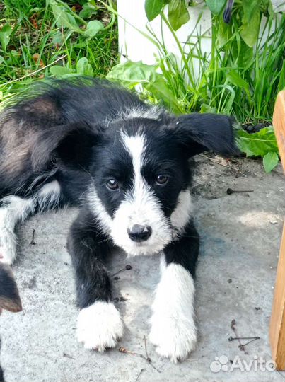 Собаки бесплатно в добрые руки щенки