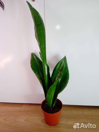 Сансы разные