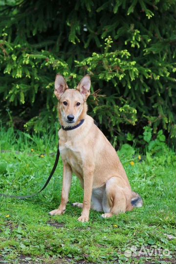 Щенок, 8 месяцев