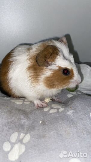 Морские свинки, гладкошерстные