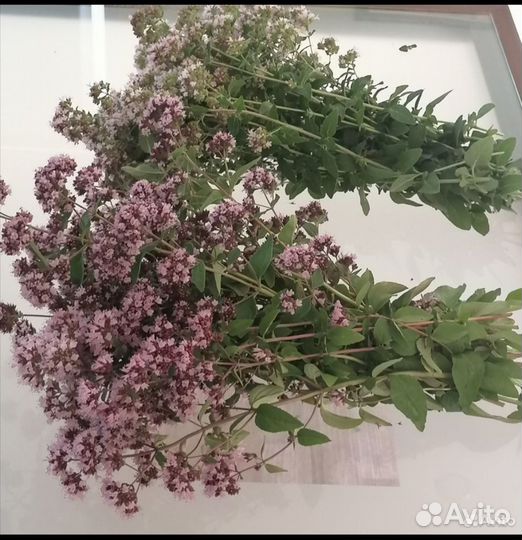 Рассада пряных трав