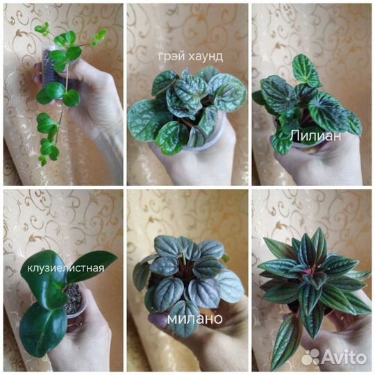 Пеперомии много сортов