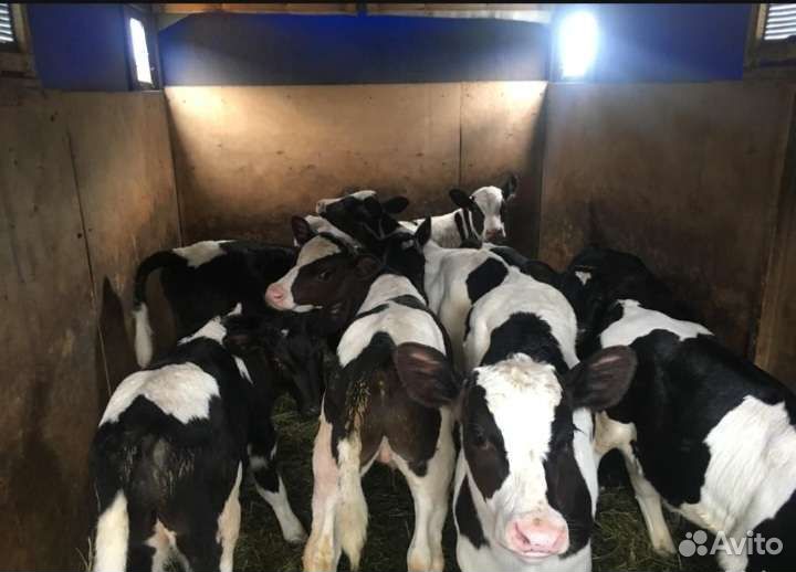 Телята бычки