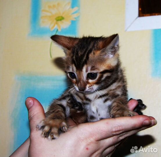 Самая ласковая девочка. 2 месяца