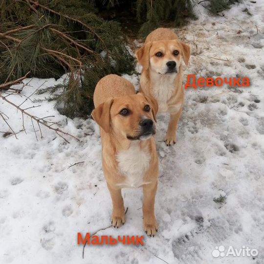 Прелестные щенки