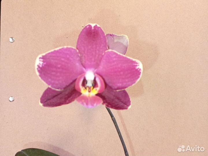 Орхидея фаленопсис