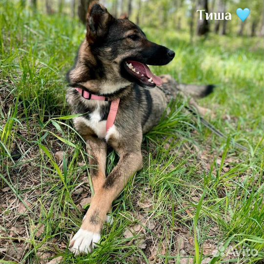 Небольшая собачка из приюта