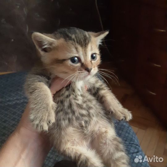 Десант из 9 мимими-воинов готов покорять мир