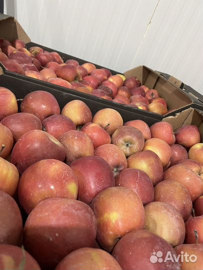 Яблоки оптом