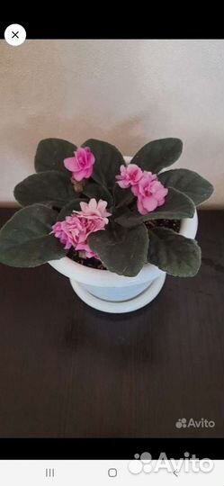 Фиалка детки