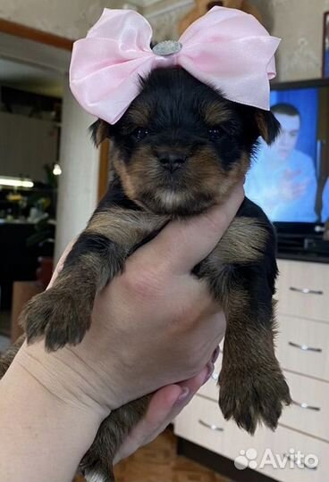 Йоркширский терьер