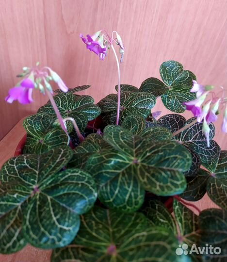 Бегония. Оксалис. Пеперомия