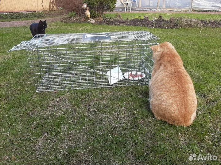 Аренда котоловки, кошколовка