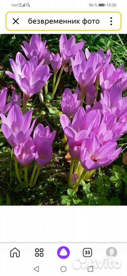 Лилии луковицы. Безвременник луковицы