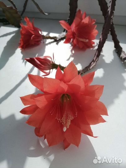 Эпифиллум отводка