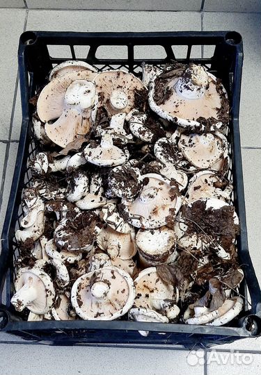 Грибы грузди