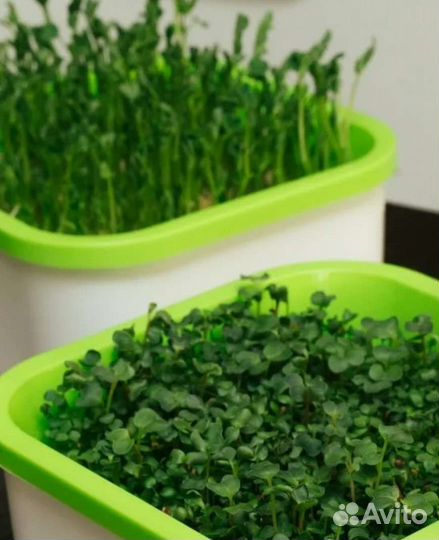 Здоровье клад чудо грядка