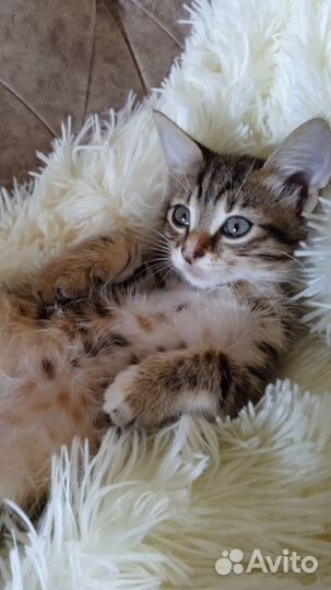 Подарим котят,с бесплатной доставкой на дом)