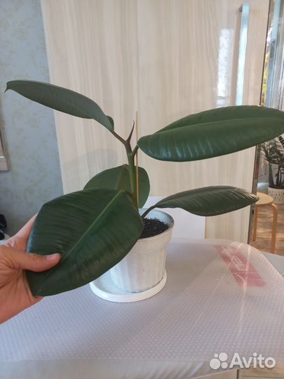 Фикус каучуконосный Робуста (Эластика)