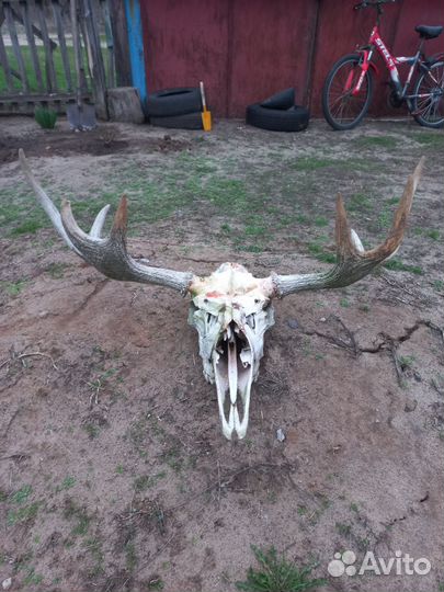 Рога лося