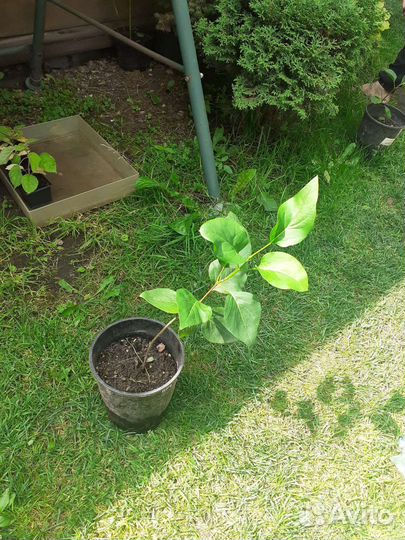 Стрень Индия