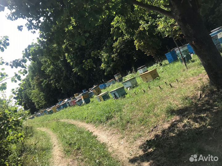 Мёд:липа,акация