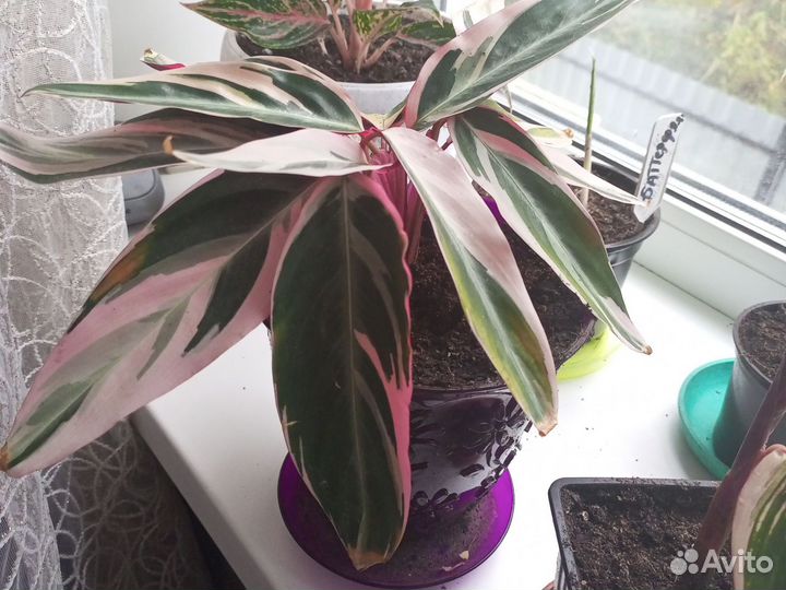 Строманта триколор